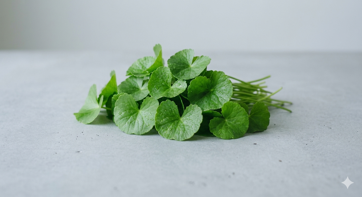 Centella asiatica